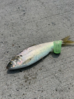 コノシロの釣果