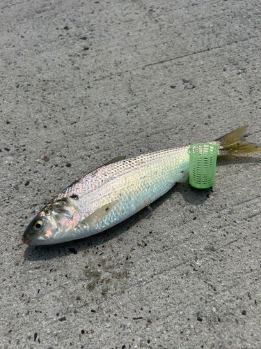 コノシロ
