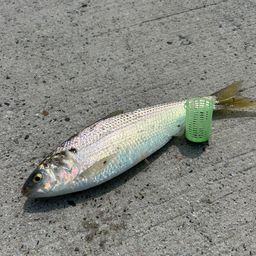 コノシロ