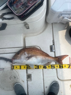 タイの釣果