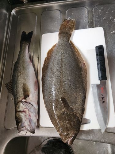 ヒラメの釣果