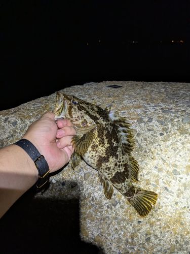 タケノコメバルの釣果