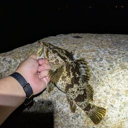 タケノコメバル