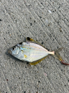 ヒイラギの釣果