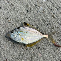 ヒイラギ