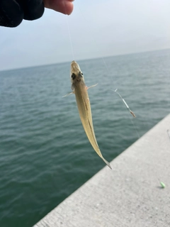 シロギスの釣果