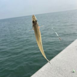 シロギス