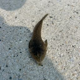 ネズミゴチ