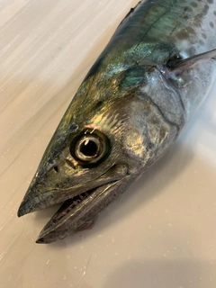 サゴシの釣果