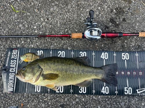 ブラックバスの釣果