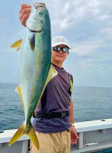 イナダの釣果