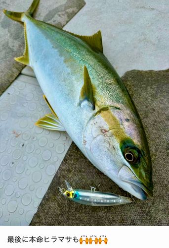 ヒラマサの釣果