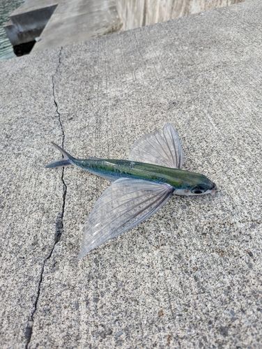 トビウオの釣果