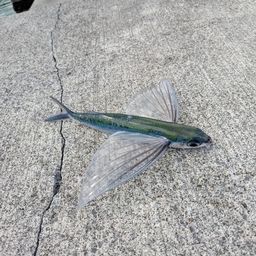 トビウオ