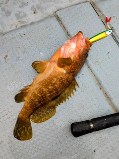 キジハタの釣果