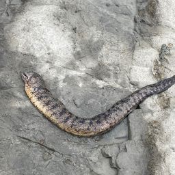 ウツボ