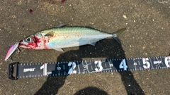 サバの釣果