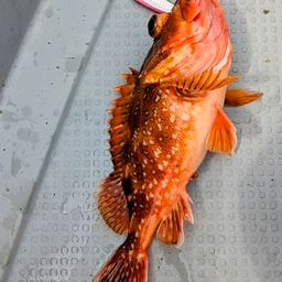 カサゴ