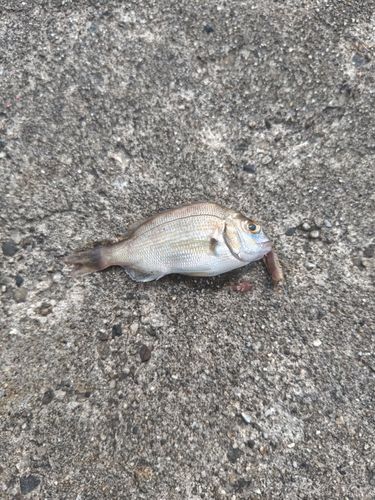 チャリコの釣果