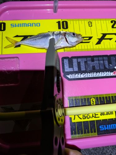 マアジの釣果