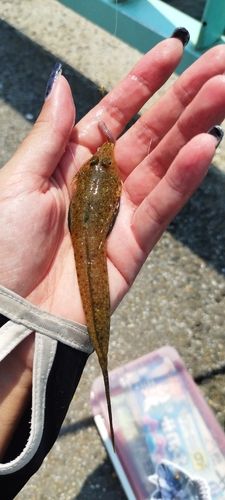 ネズミゴチの釣果