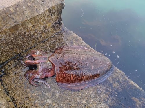 モンゴウイカの釣果