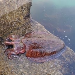 モンゴウイカ
