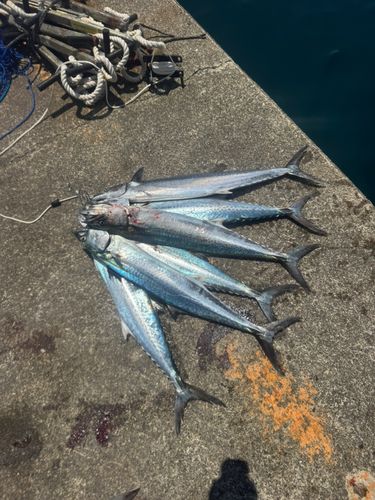 サワラの釣果