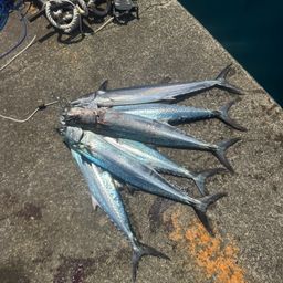 サワラ