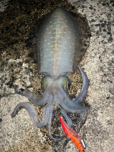 アオリイカの釣果