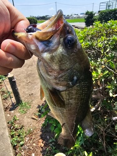 ラージマウスバスの釣果