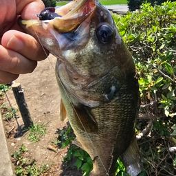 ラージマウスバス