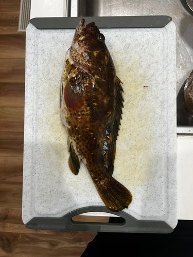 キジハタの釣果