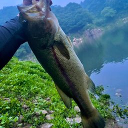 ブラックバス