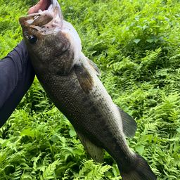 ブラックバス