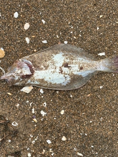 ソゲの釣果