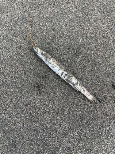 カマスの釣果