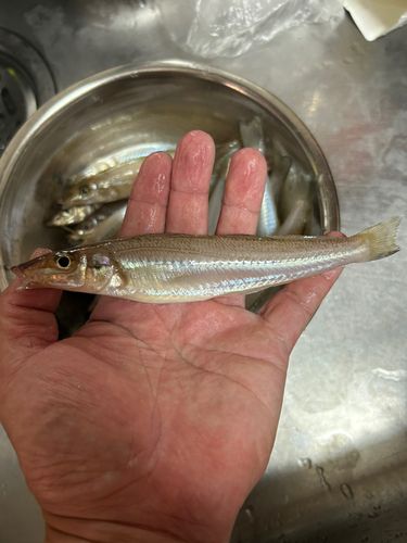 キスの釣果