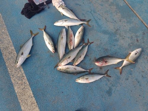 イナダの釣果