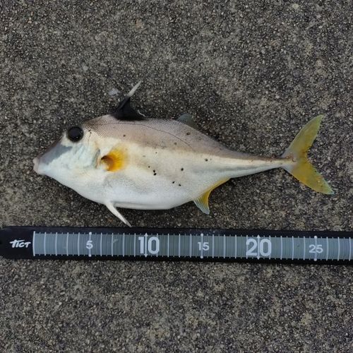 ギマの釣果