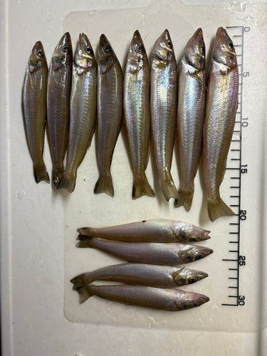 シロギスの釣果