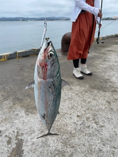 ソウダガツオの釣果