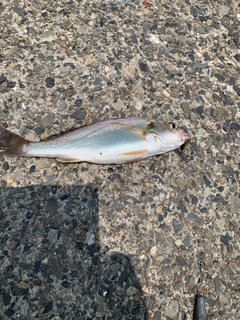 イシモチの釣果