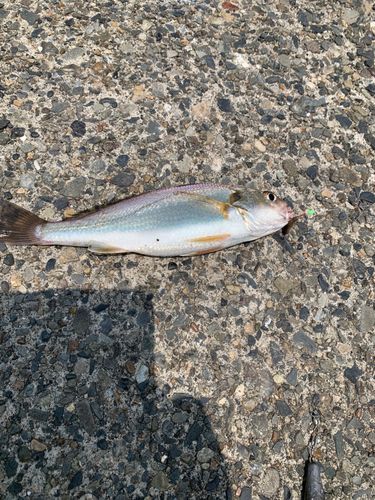 イシモチの釣果