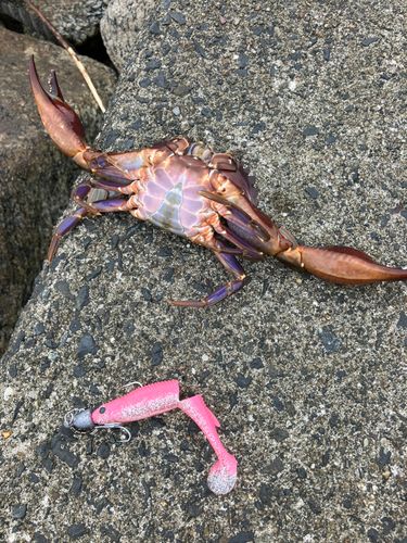 カニの釣果