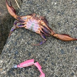 カニ