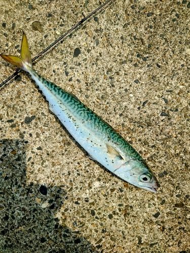 サバの釣果