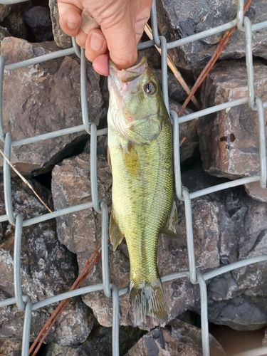 ラージマウスバスの釣果