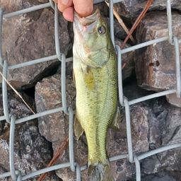 ラージマウスバス