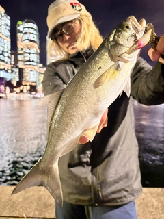 テイラーの釣果